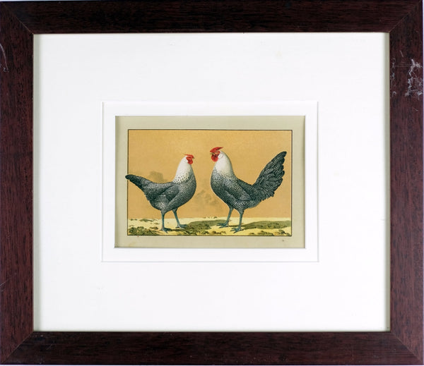 Framed Antique Print C.1800s Hand Colored Lithograph Showing a Pair of Poultry
